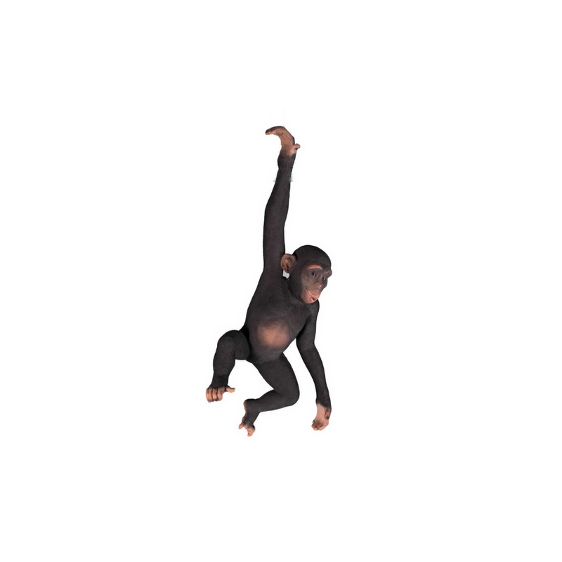 Monkey